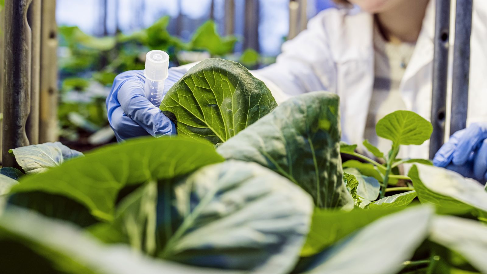 Person håller i ett provrör vid en odling av sallad