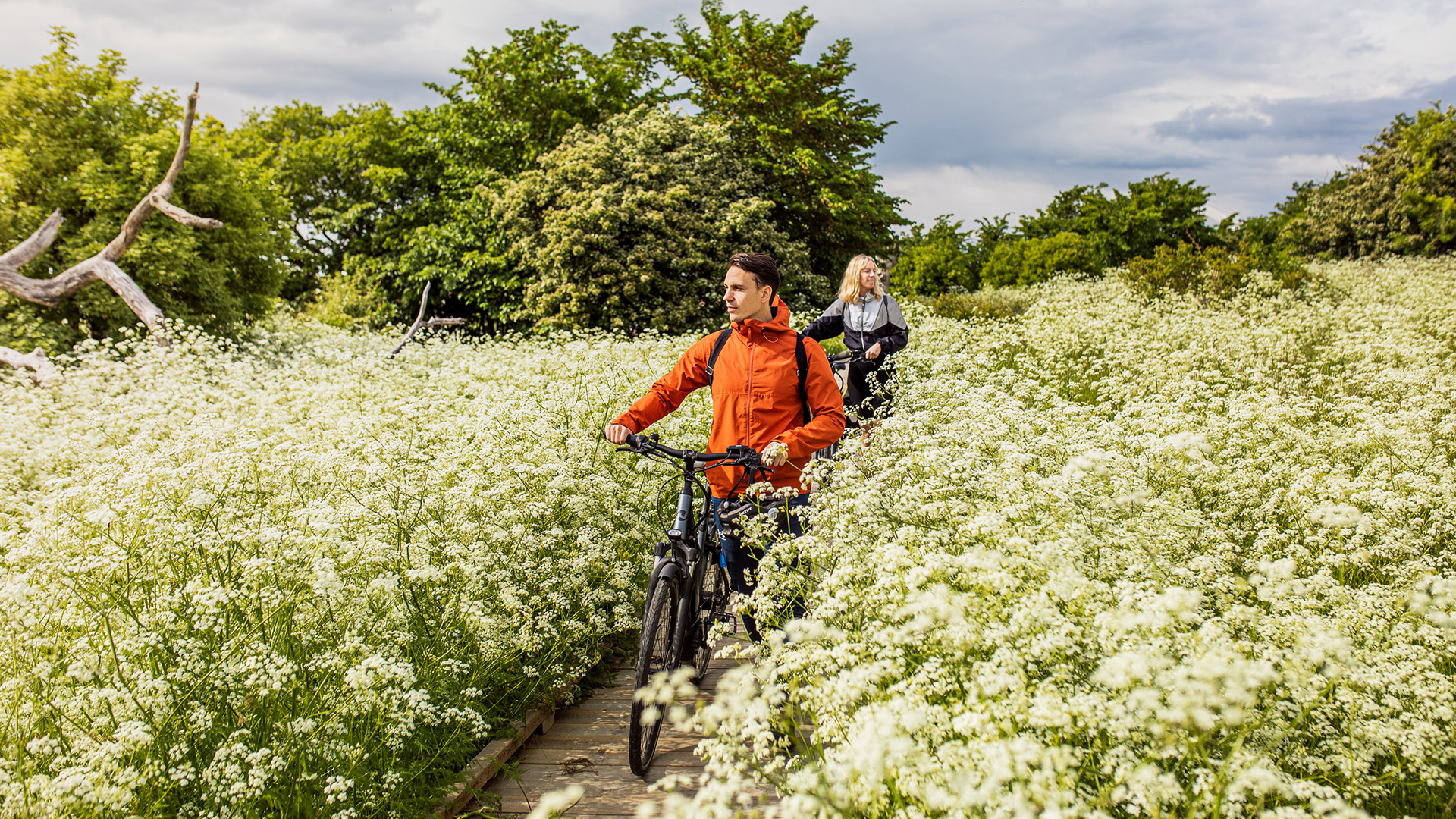 Man och kvinna leder sina cyklar på en stig genom ett blommande fält.