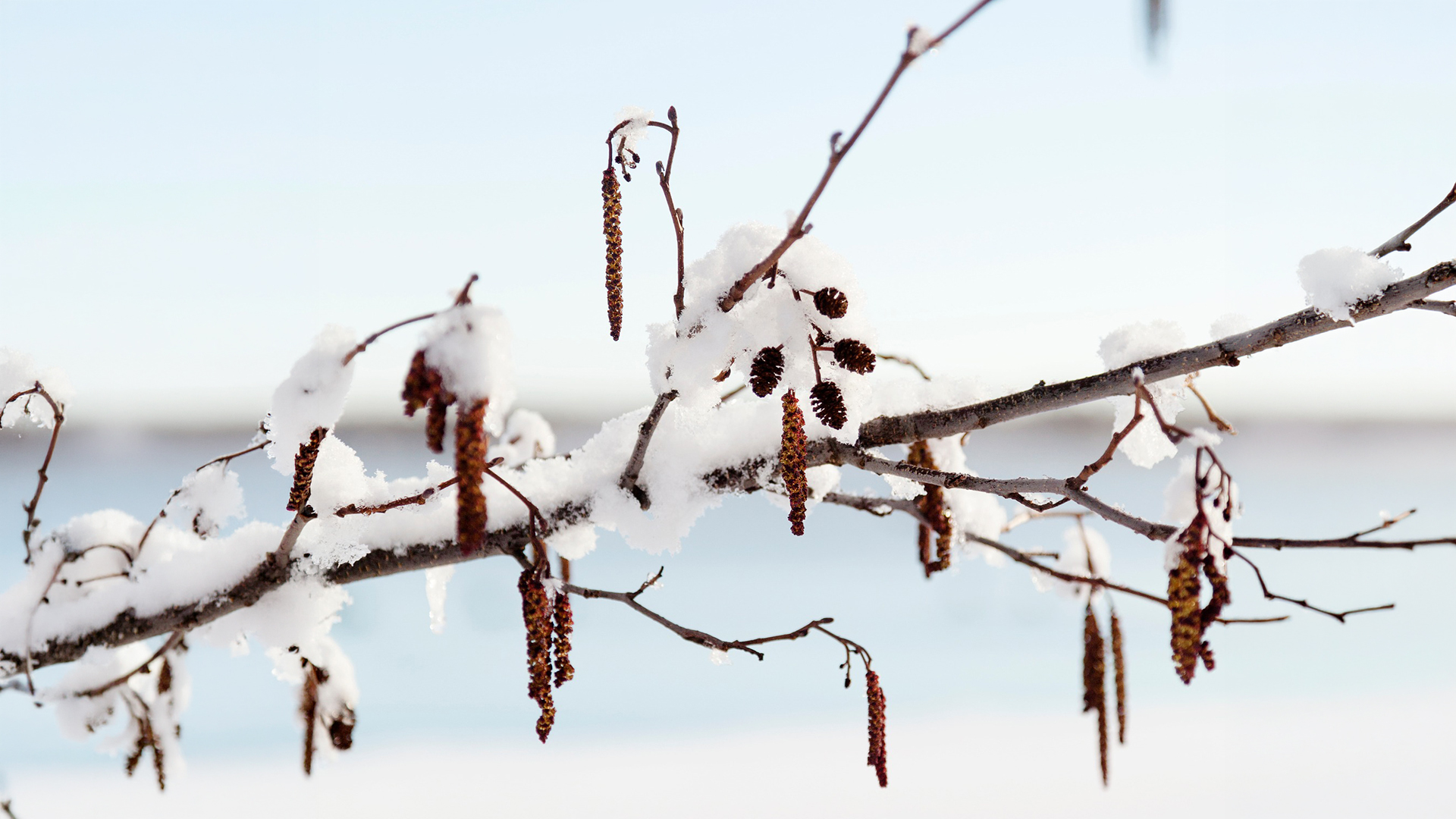 närbild på hängen av al täckta med snö