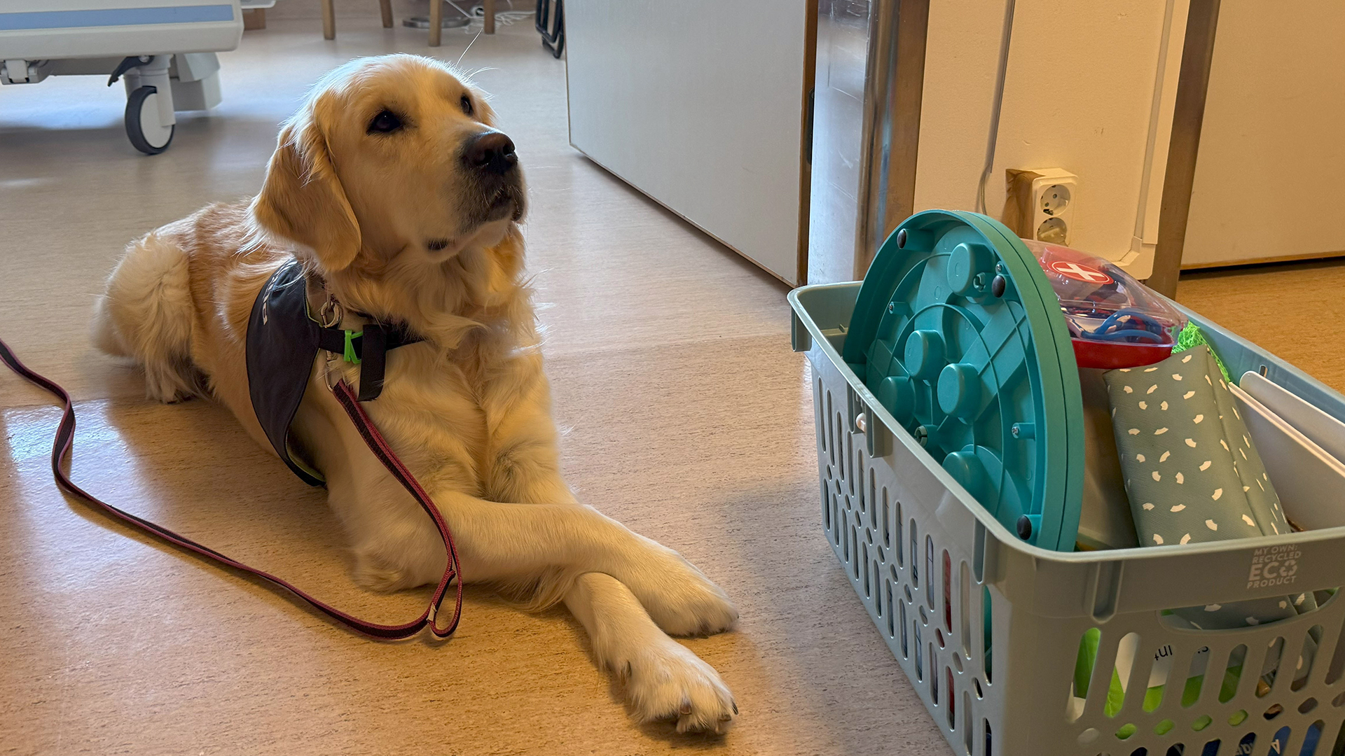 En hund med ljus päls arbetsväst ligger på golvet i en vårdkorridor.