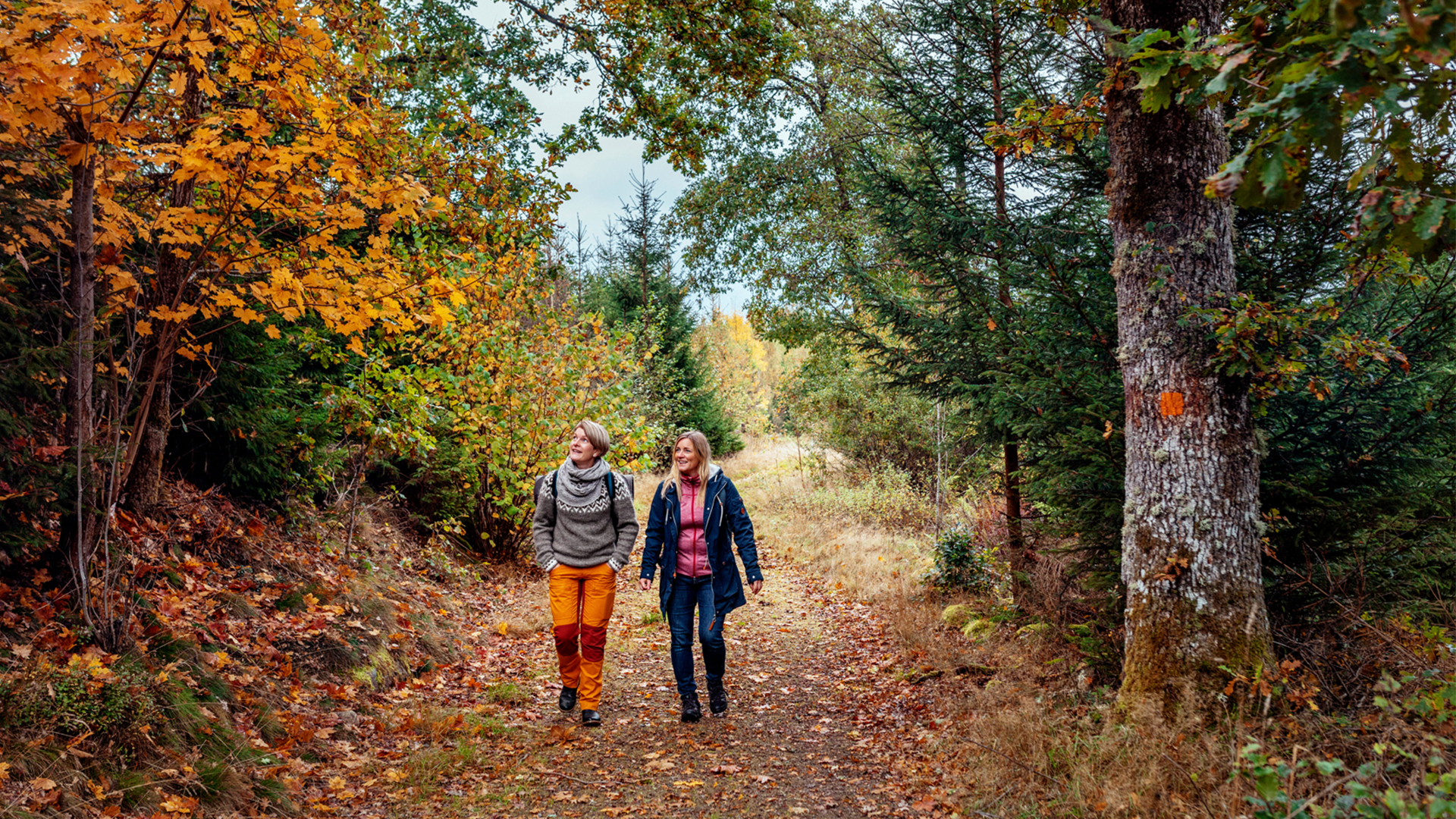 Två kvinnor går på en skogsstig i ett höstlandskap