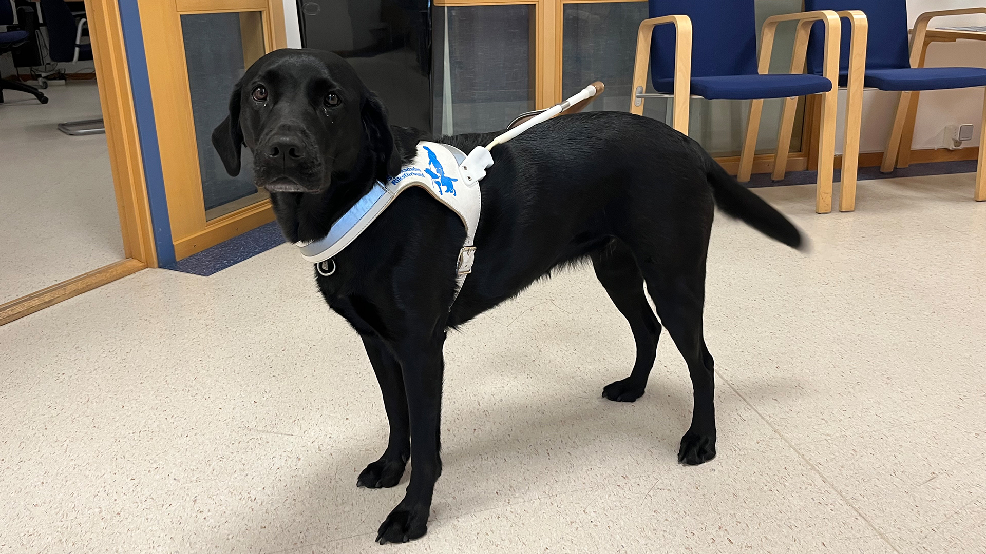 En hund med svart päls och arbetssele står på golvet i en vårdbyggnad.