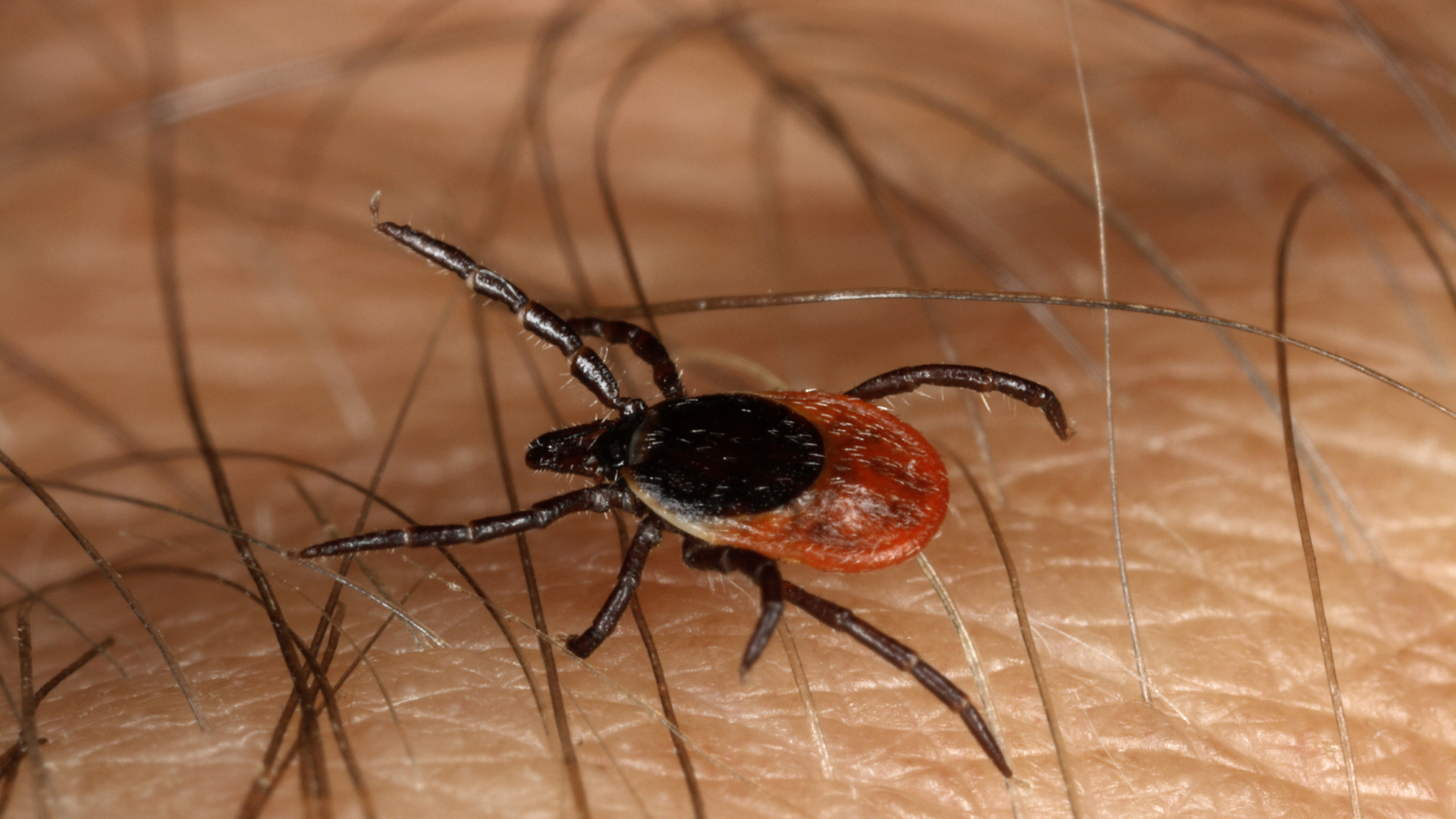 En fästing som kryper på en kropp