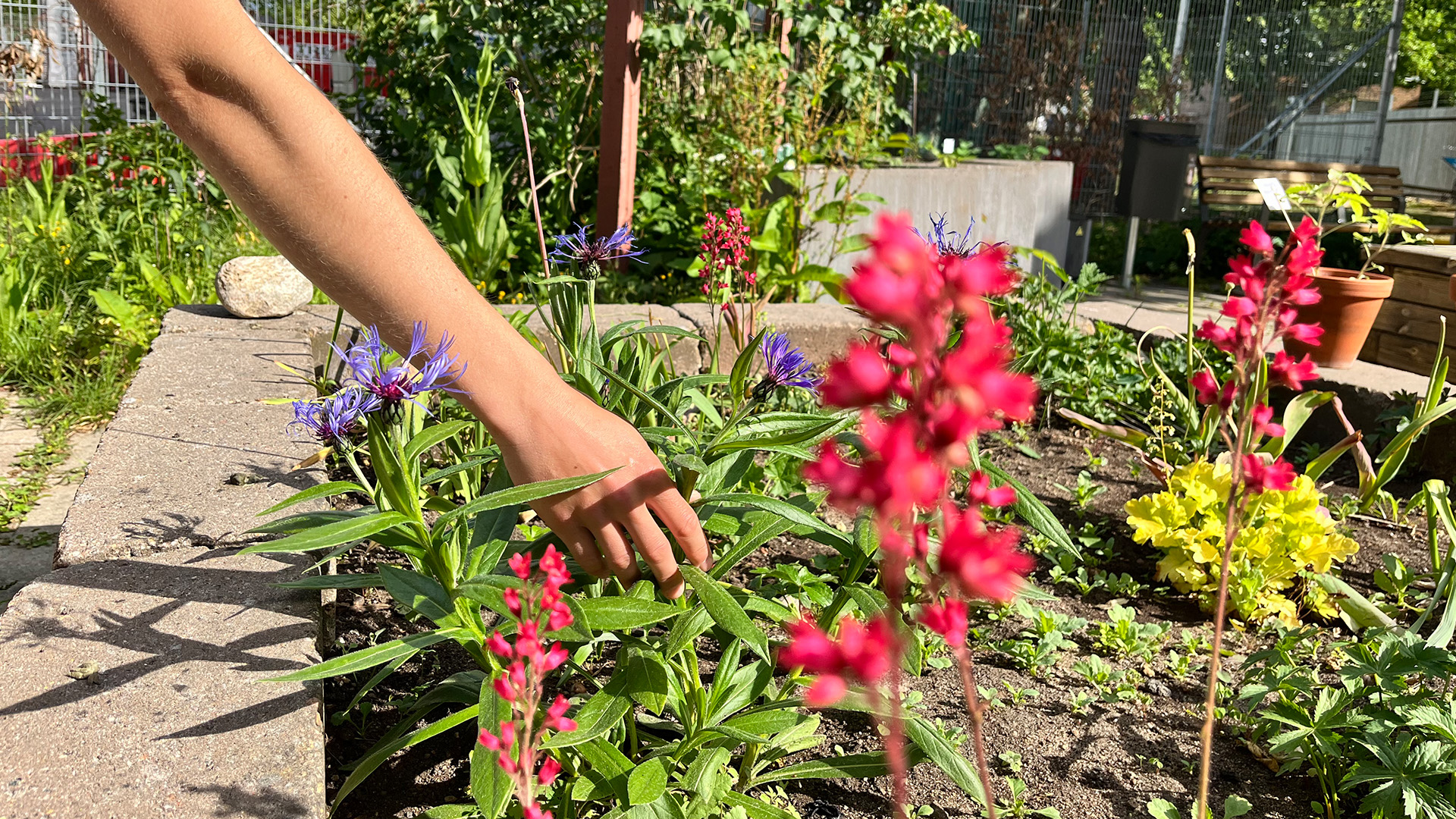 arm sträcker sig ner i rabatt med blommor