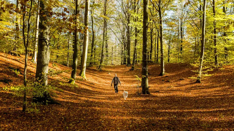 En kvinna går med sin hund genom en bokskog om hösten.