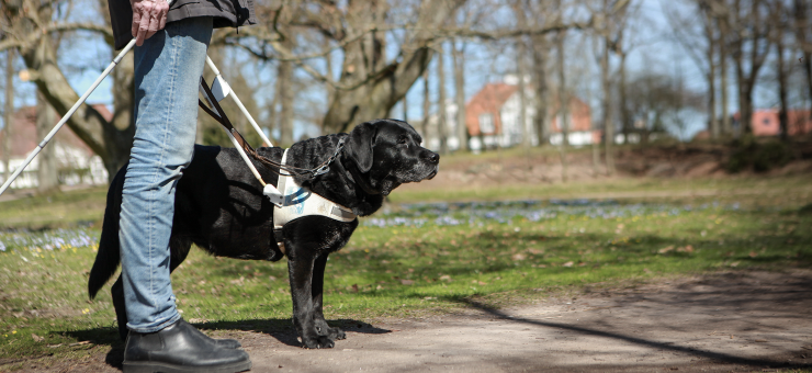 en svart labrador med ledarhundssele och nederkroppen av en manlig ledarhundsförare